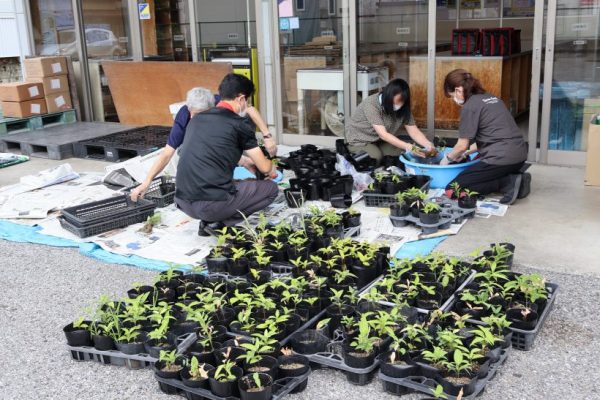 どんぐり苗木の株分け