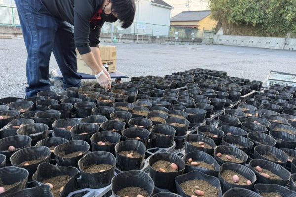 どんぐり苗木ポット作り